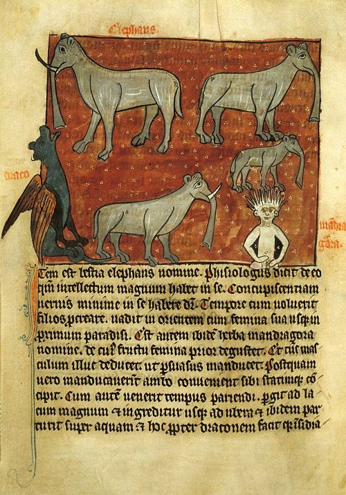 a page from a 13th century text showing pictures of elephants, a
dragon, and a mandrake